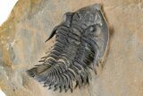 Detailed Metacanthina Trilobite - Lghaft, Morocco #381459-5